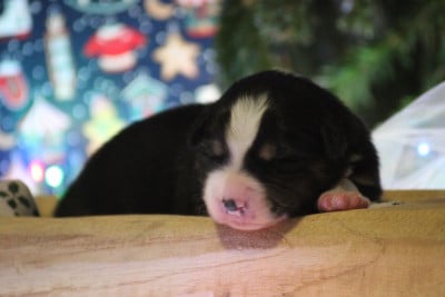 Les chiots de Berger Australien