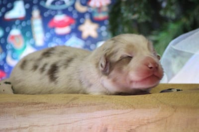 Les chiots de Berger Australien