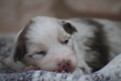 Les chiots de Berger Australien