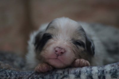 Les chiots de Berger Australien