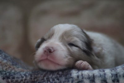 Les chiots de Berger Australien