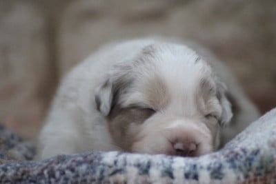 Les chiots de Berger Australien