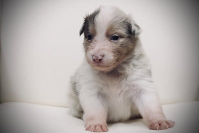 Les chiots de Berger Australien