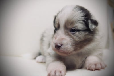 Les chiots de Berger Australien