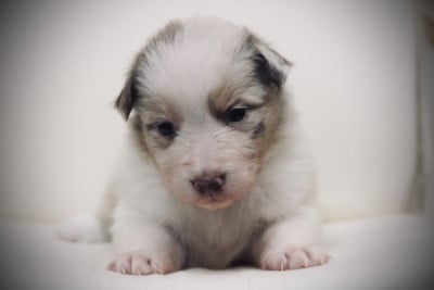 Les chiots de Berger Australien