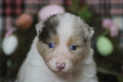 Les chiots de Berger Australien
