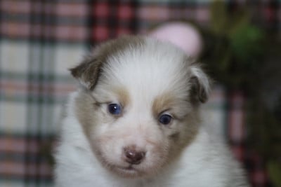 Les chiots de Berger Australien