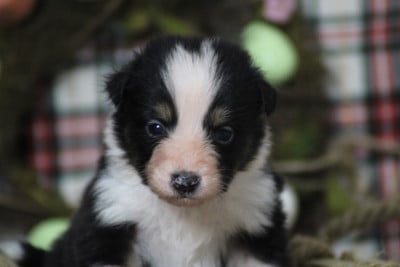 Les chiots de Berger Australien