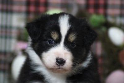 Les chiots de Berger Australien