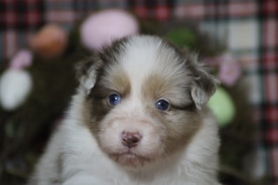 Les chiots de Berger Australien