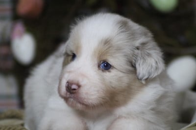 Les chiots de Berger Australien
