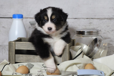 Les chiots de Berger Australien