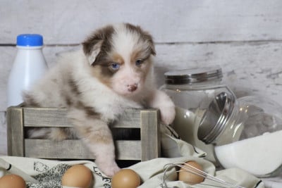 Les chiots de Berger Australien