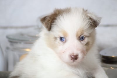 Les chiots de Berger Australien