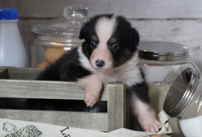 Les chiots de Berger Australien
