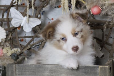 Les chiots de Berger Australien