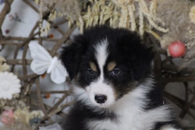 Les chiots de Berger Australien