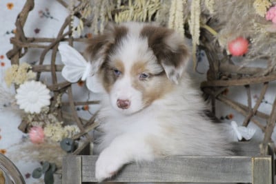 Les chiots de Berger Australien