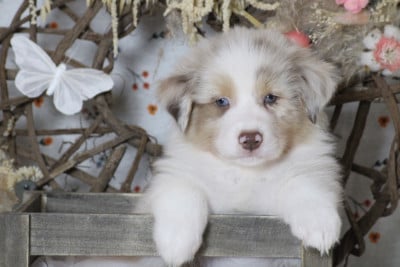 Les chiots de Berger Australien