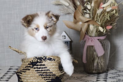 Les chiots de Berger Australien