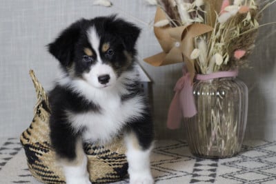 Les chiots de Berger Australien