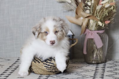 Les chiots de Berger Australien