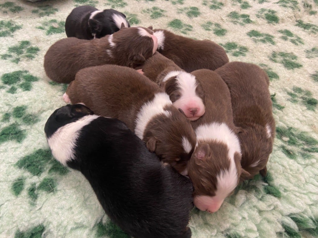 Berger Australien - Du Fil De L'Eau