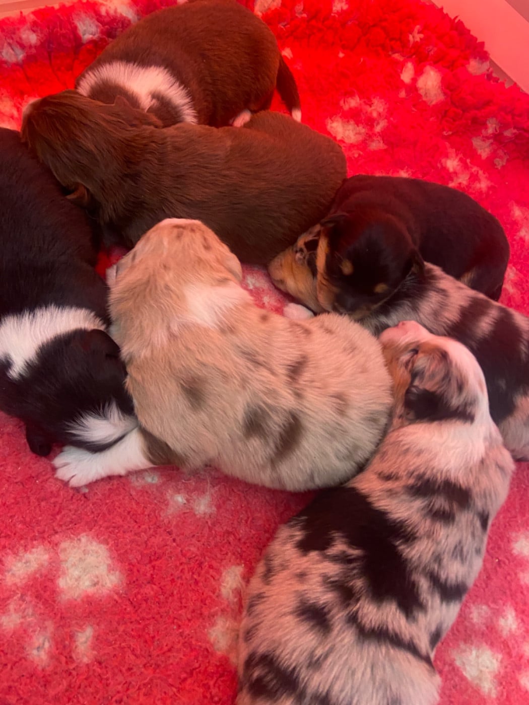 Berger Australien - Du Fil De L'Eau