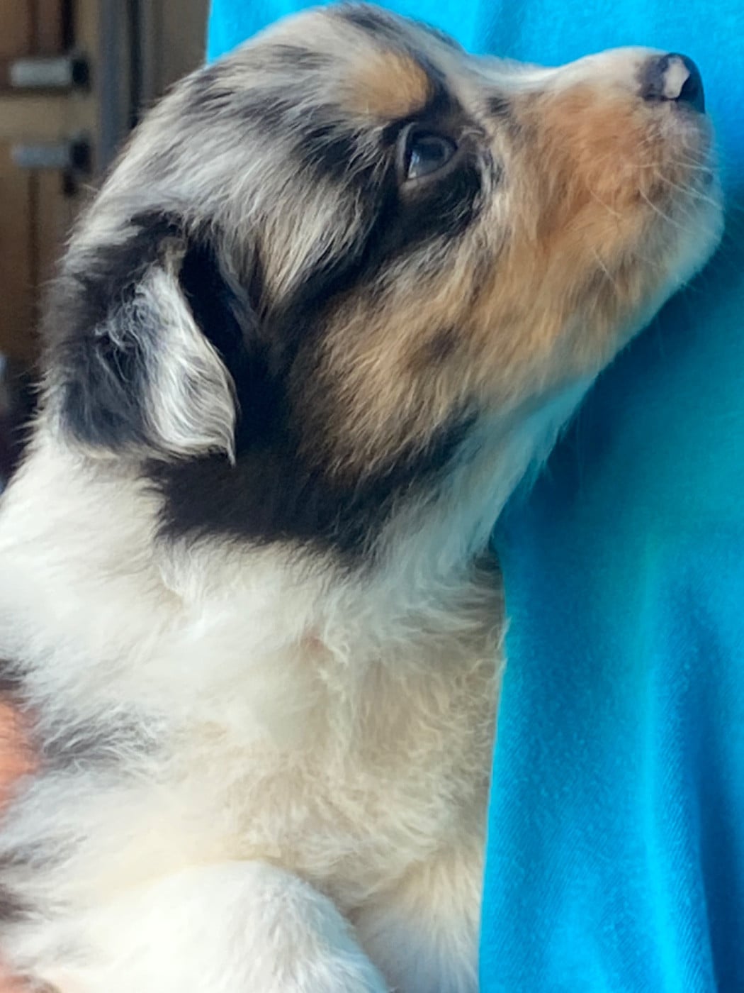 Chiot N°3