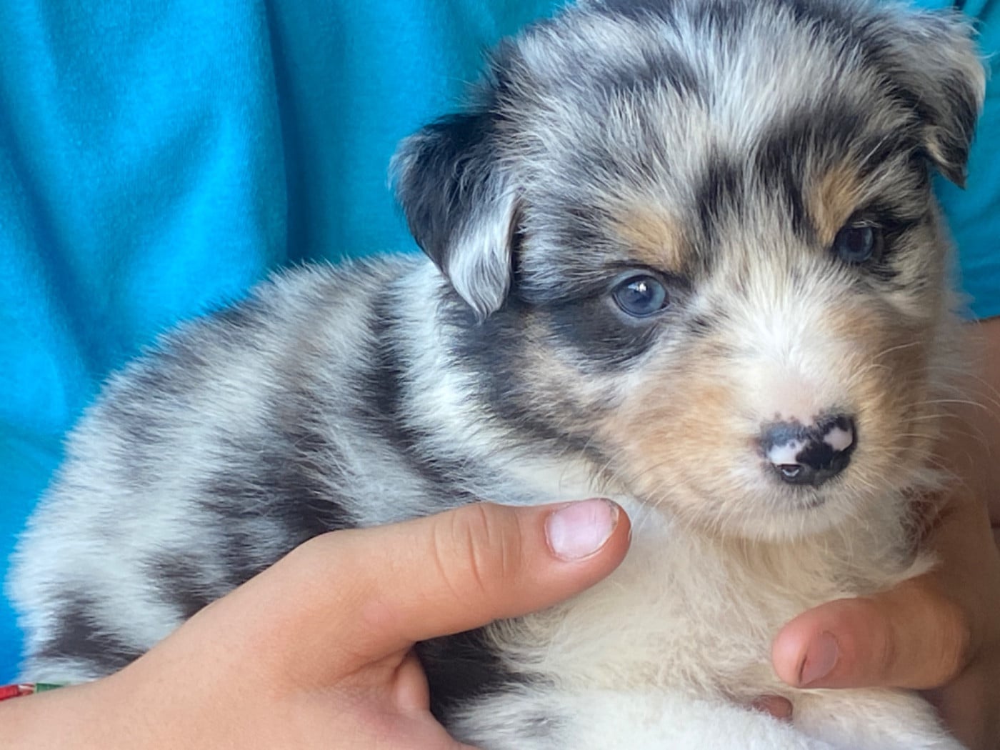 Chiot N°3