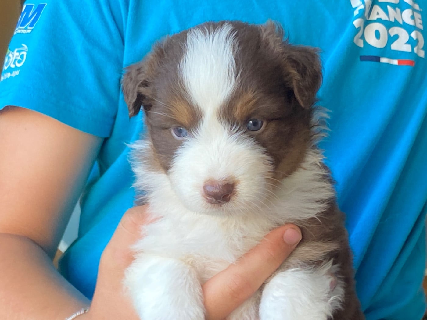Chiot N°6