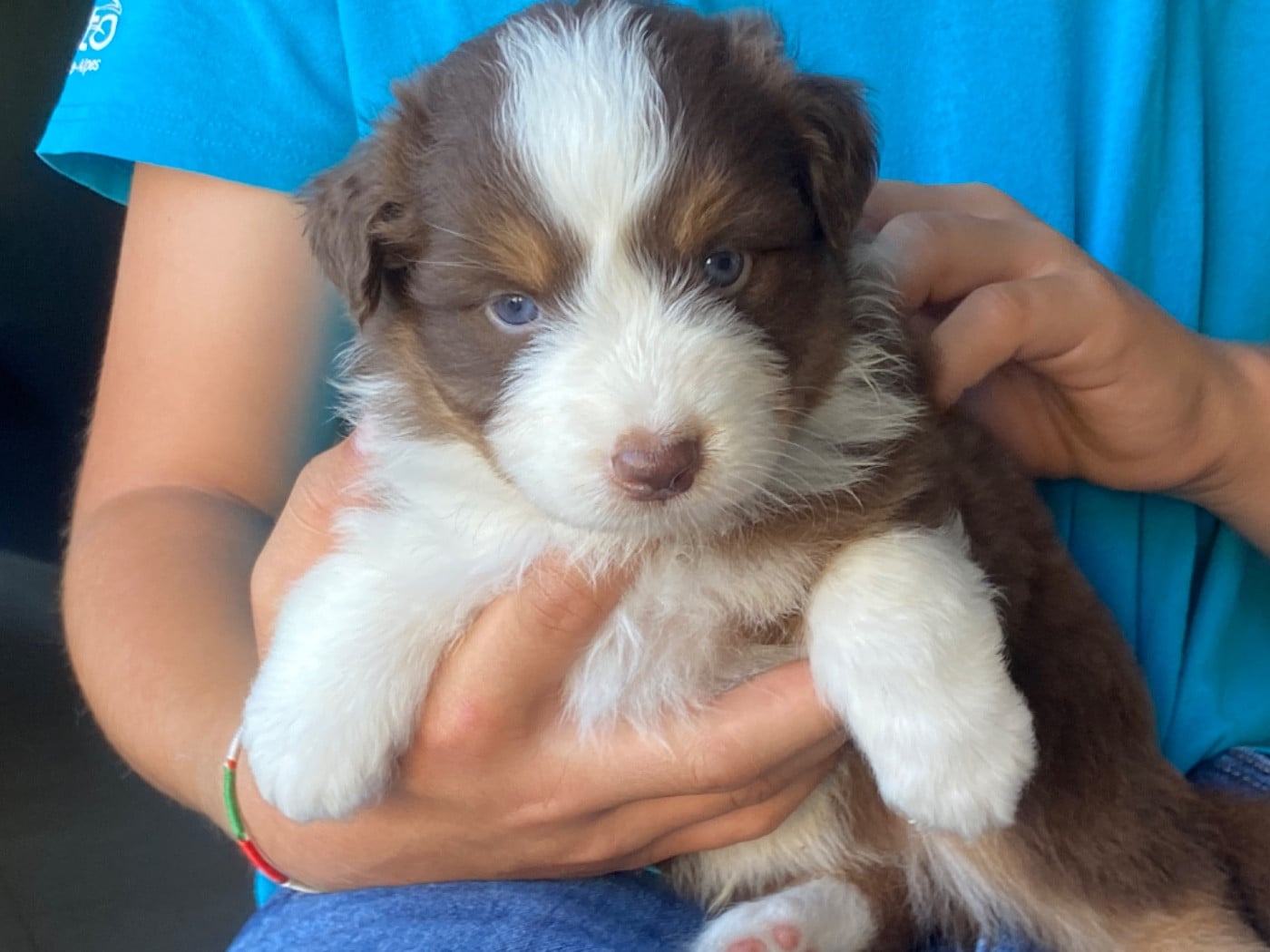 Chiot N°6