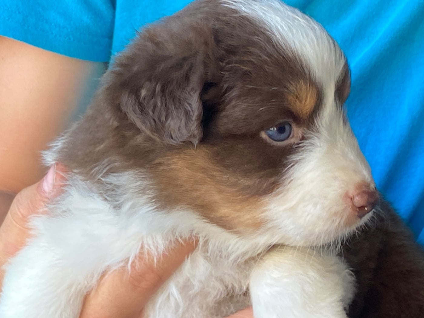 Chiot N°6