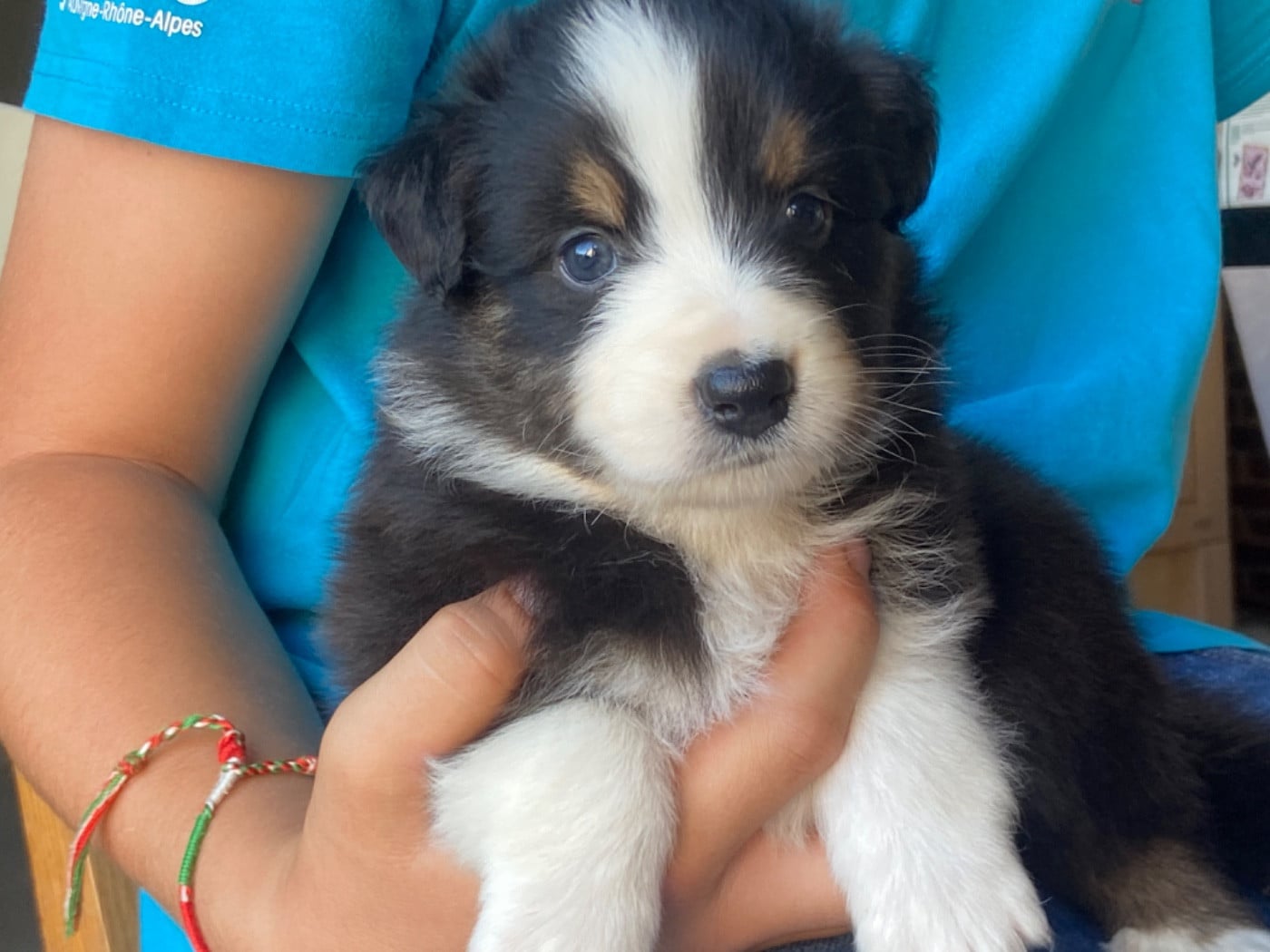 Chiot N°8