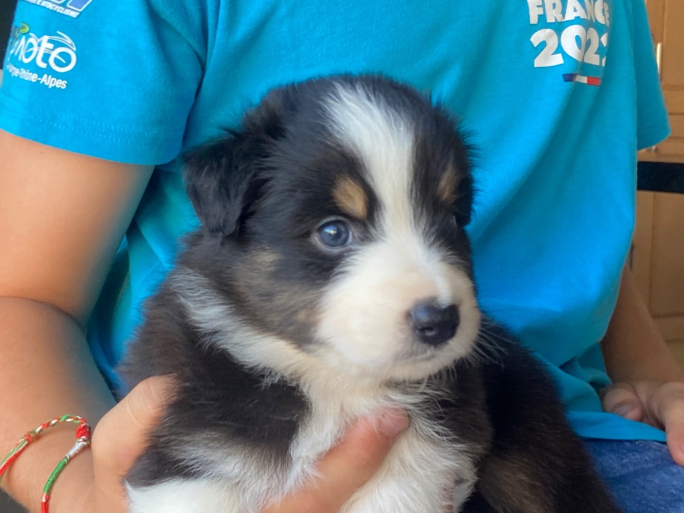Chiot N°8