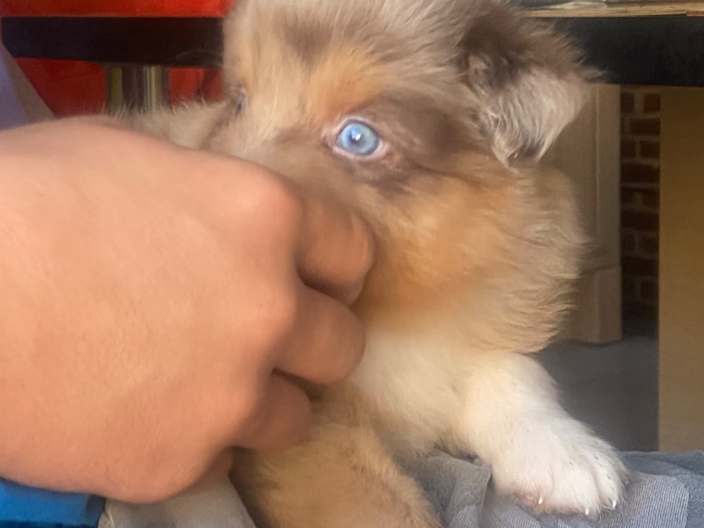 Chiot N°2