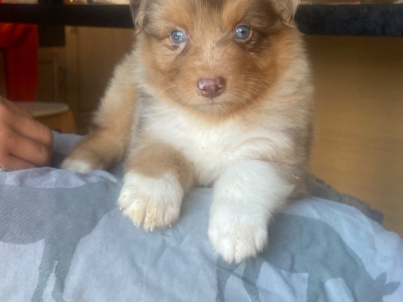 Chiot N°2