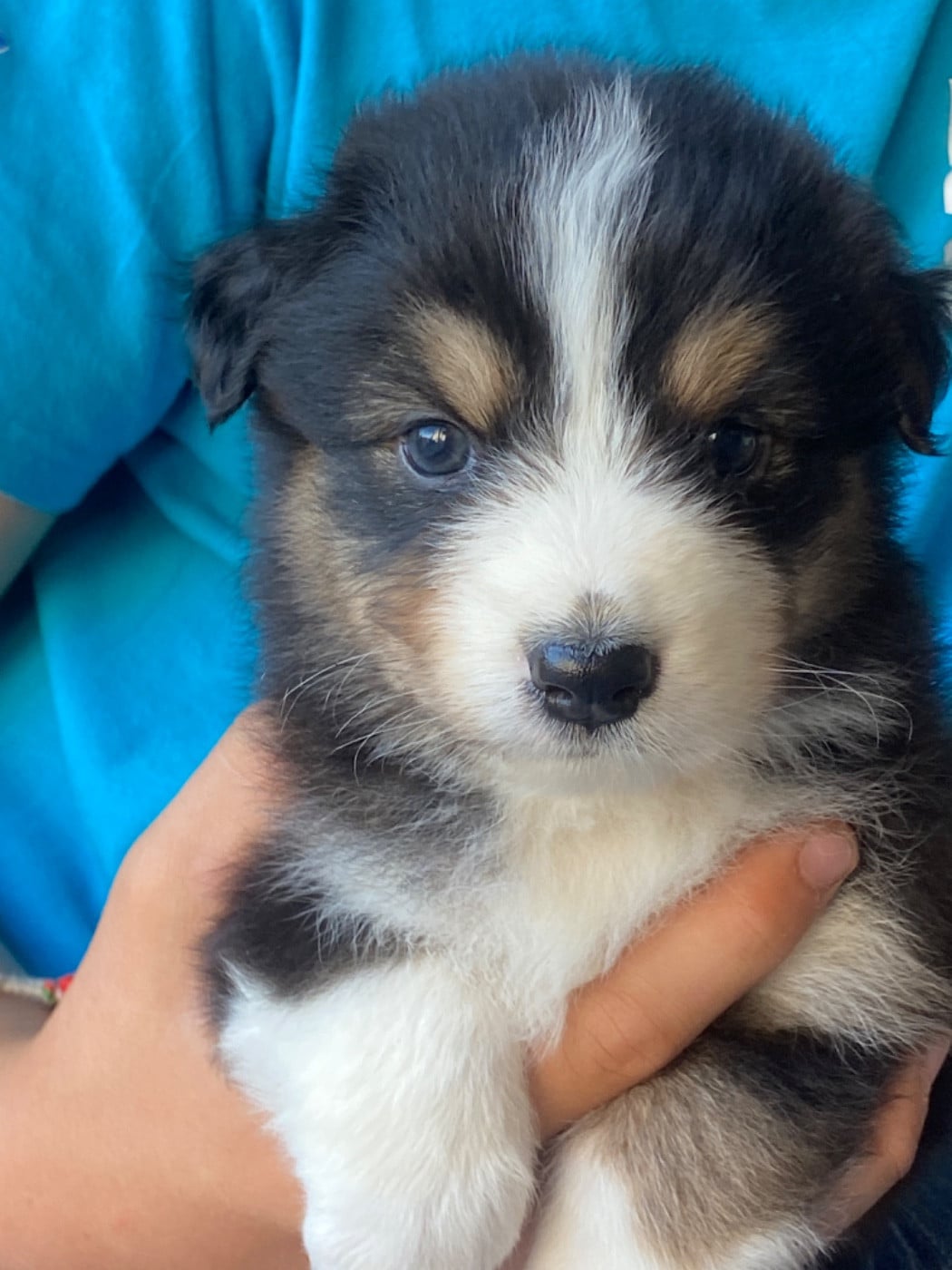 Chiot N°5