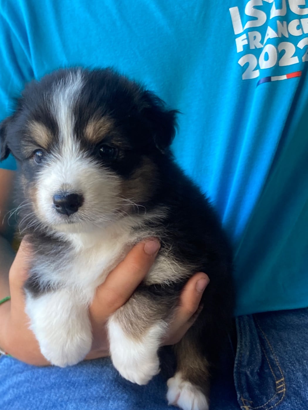Chiot N°5