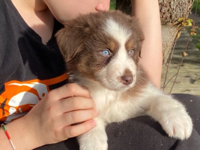 Les chiots de Berger Australien