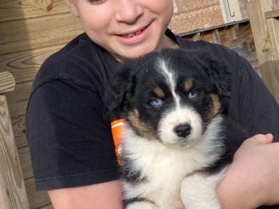 Les chiots de Berger Australien