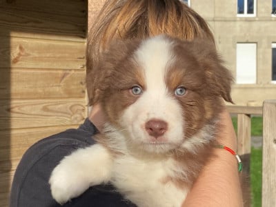 Les chiots de Berger Australien