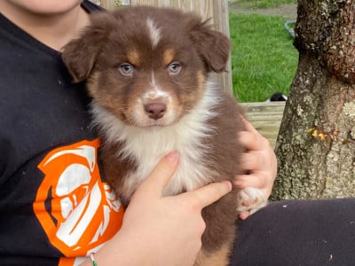 Les chiots de Berger Australien
