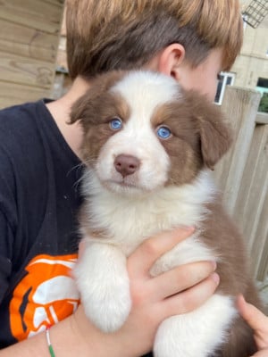 Les chiots de Berger Australien