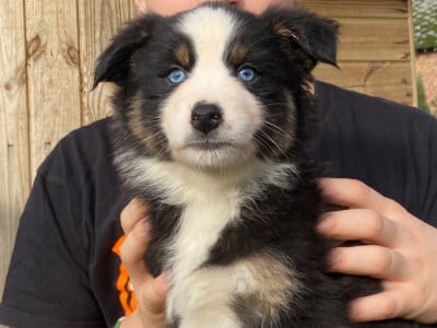 Les chiots de Berger Australien