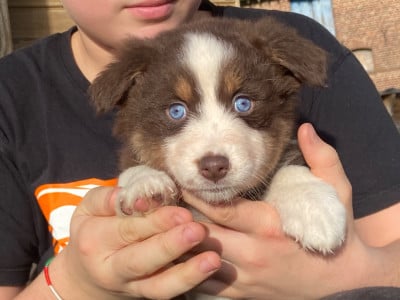 Les chiots de Berger Australien
