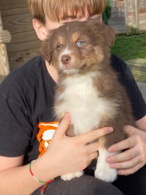 Les chiots de Berger Australien