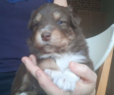 Les chiots de Berger Australien