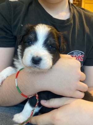 Les chiots de Berger Australien