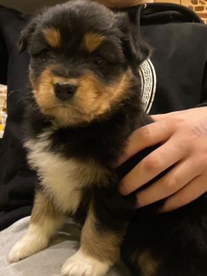 Les chiots de Berger Australien